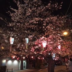 夜桜堪能。